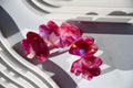 Heart Claw in Zinnia - All Acetate Hair Claw